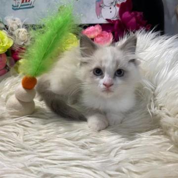 ラグドール【神奈川県・女の子・2022年11月2日・ブルーポイントバイカラー（ロング）】の写真「♡4兄妹の長女ちゃん」