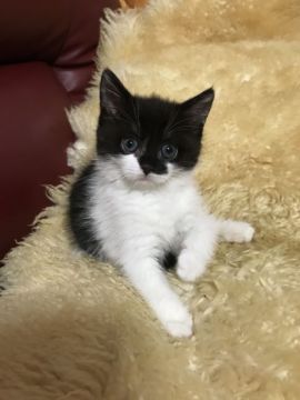 マンチカン(長足)【神奈川県・女の子・2018年5月4日・ブラック&ホワイトバン（ロング）】の写真「長足ちゃん♡」