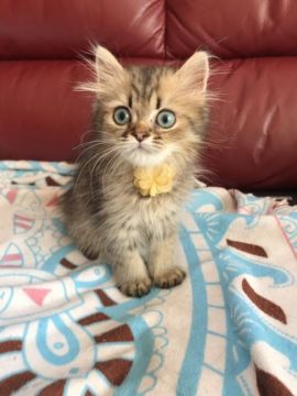 ペルシャ(チンチラ)【神奈川県・男の子・2019年5月18日・チンチラゴールデン（ロング）】の写真「元気いっぱい王子様★」