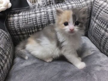 メインクーン【神奈川県・女の子・2015年11月28日・ダイリュートキャリコ（ロング）】の写真「お顔周りの左右対称の色が綺麗です♡」