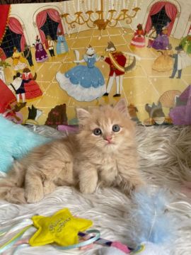 マンチカン(長足)【神奈川県・男の子・2022年3月25日・クリーム（ロング）】の写真「☆長足君☆」