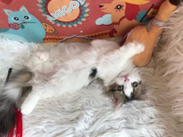 ミヌエット【神奈川県・男の子・2021年6月5日・ブラウンタビー&ホワイト】の写真「☆短足くん☆」