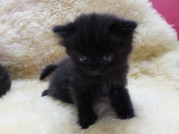 マンチカン【神奈川県・女の子・2014年8月19日・ブラック（セミロング）】の写真「長足ちゃん」