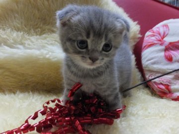 マンチカン【神奈川県・男の子・2014年7月5日・ブルータビー（中毛）】の写真「☆長足君☆」