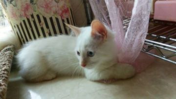 マンチカン【神奈川県・男の子・2015年3月18日・レッドポイント（長毛）】の写真「短足くんです☆」