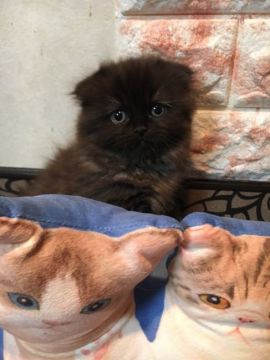 スコティッシュフォールド(折れ耳)【神奈川県・女の子・2017年10月18日・ブラックスモーク（ロング）】の写真「元気いっぱいお姫様♡」