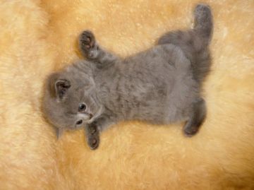 ブリティッシュショートヘア【神奈川県・男の子・2016年4月16日・ブルー（短毛）】の写真「おっとり王子様☆」