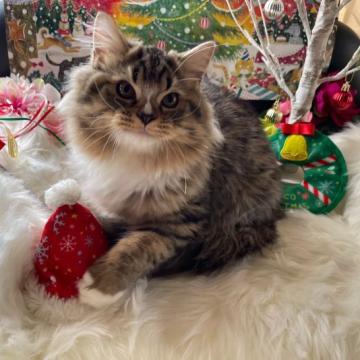 ラガマフィン【神奈川県・男の子・2022年7月1日・ブラウンタビー&ホワイト（ロング）】の写真「☆イケメンくん☆」