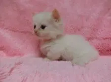 マンチカン【神奈川県・男の子・2017年2月13日・レッドポイント】の写真1