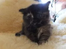 マンチカン【神奈川県・女の子・2015年3月21日・トティ】の写真1