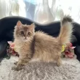 マンチカン(長足)【神奈川県・女の子・2023年9月13日・ゴールデン】の写真1