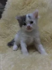 メインクーン【神奈川県・女の子・2015年5月24日・ブルー&ホワイト】の写真1