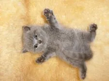 ブリティッシュショートヘア【神奈川県・男の子・2016年4月16日・ブルー】の写真1