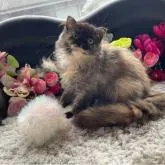 スコティッシュフォールド(折れ耳)【神奈川県・女の子・2022年5月6日・トーティ】の写真1