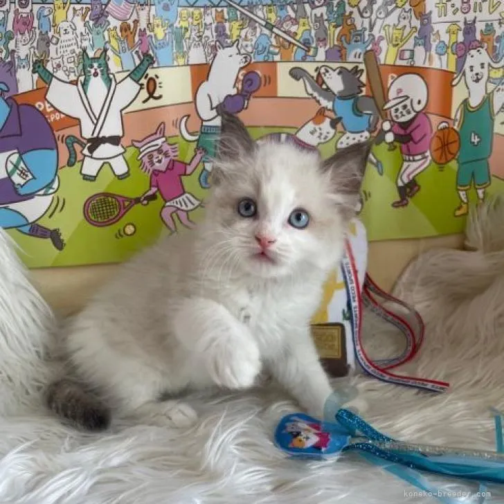 ID：2207-02413の子猫