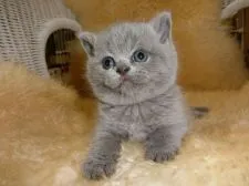 ブリティッシュショートヘア【神奈川県・男の子・2016年4月16日・ブルー】の写真2