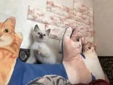 マンチカン(長足)【神奈川県・女の子・2018年3月11日・ブルーポイント】の写真2