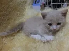 マンチカン【神奈川県・男の子・2015年6月30日・クリーム&ホワイト】の写真2