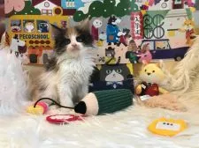 メインクーン【神奈川県・女の子・2021年2月14日・】の写真2