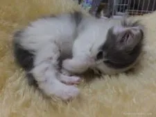 メインクーン【神奈川県・女の子・2015年5月24日・ブルー&ホワイト】の写真2