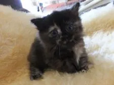 マンチカン【神奈川県・女の子・2015年3月21日・トティ】の写真2