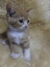 スコティッシュフォールド【神奈川県・男の子・2015年7月6日・レッドタビー&ホワイト】の写真3