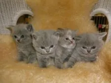 ブリティッシュショートヘア【神奈川県・男の子・2016年4月16日・ブルー】の写真5