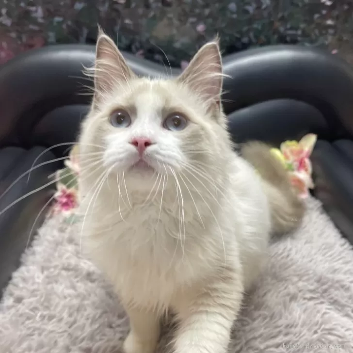 A 様のお迎えした子猫