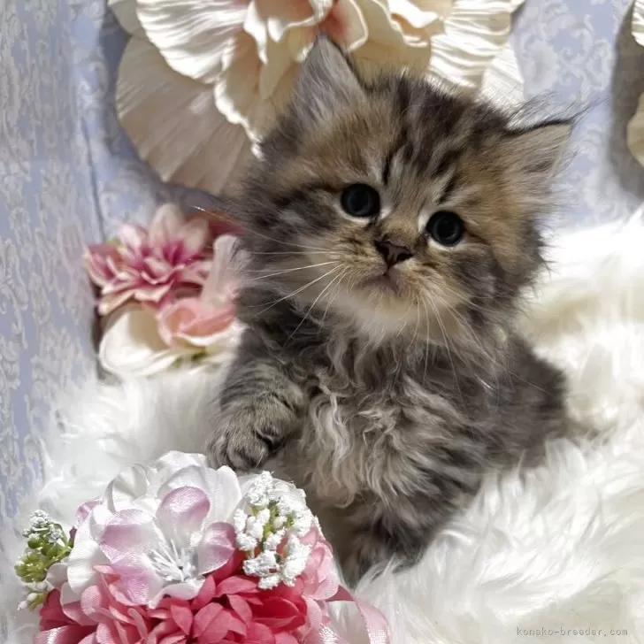 ID：2507-01623の子猫