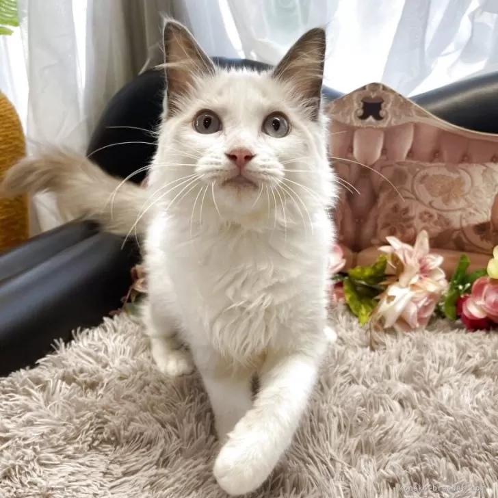 M.K 様のお迎えした子猫