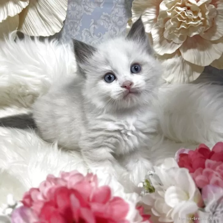 T.M 様のお迎えした子猫