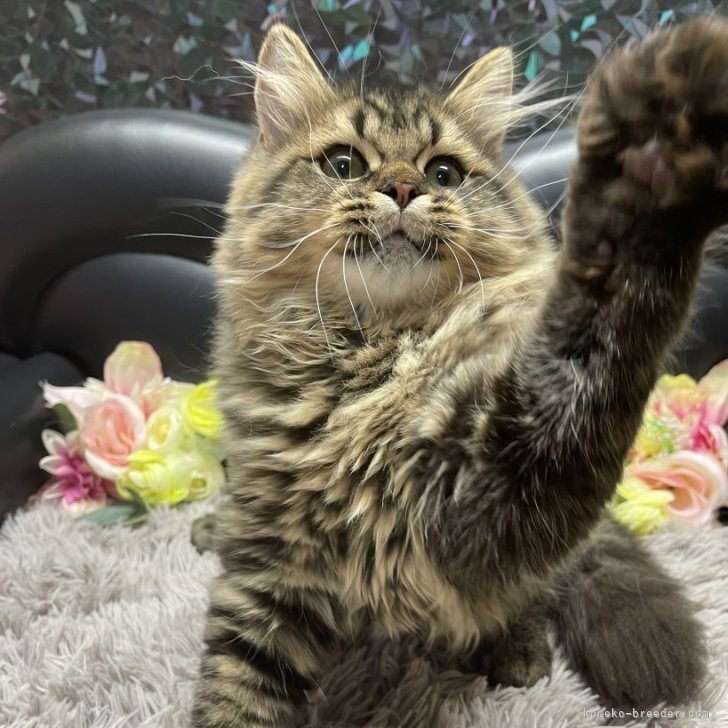 ブリーダー画像