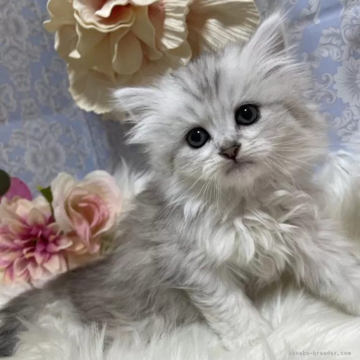 ID：2501-02070の子猫