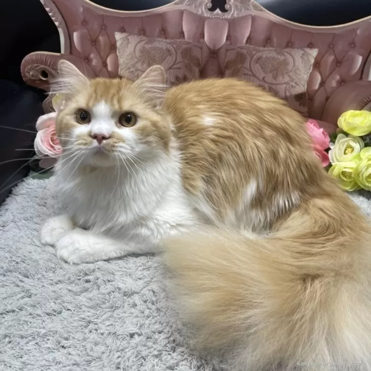 スコティッシュフォールド(立ち耳)【神奈川県・男の子・2024年5月31日・レッドタビー&amp;ホワイト】の写真1