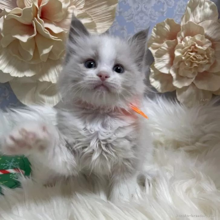 ID:2412-02156の子猫