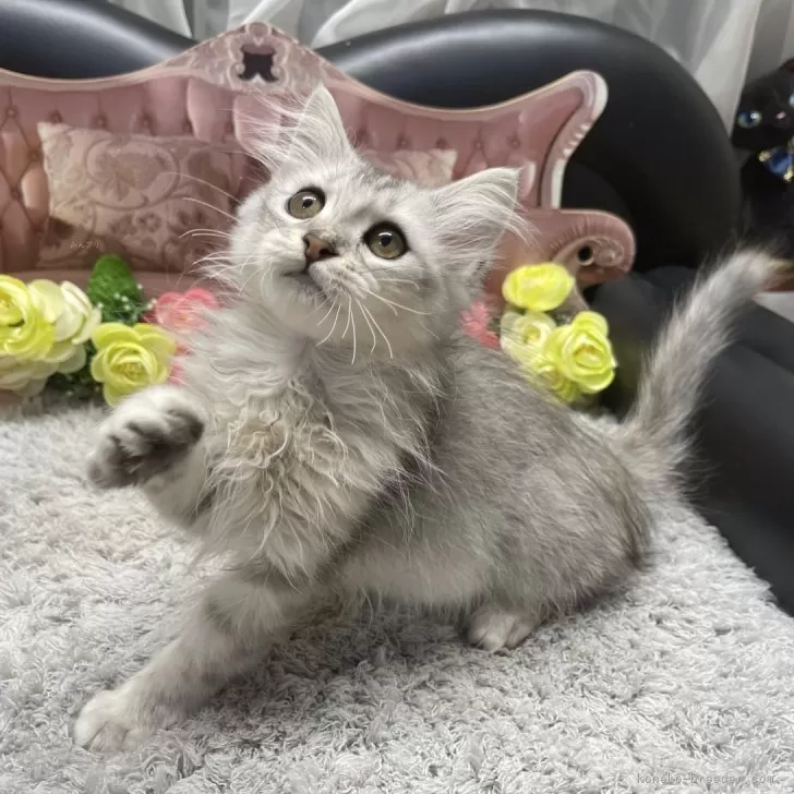 ID:2501-02069の子猫