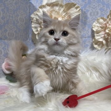 ラガマフィン【神奈川県・男の子・2025年10月21日・クリーム&ホワイト（セミロング〜ロング）】の写真「☆長男くん☆」