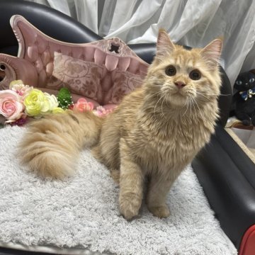 マンチカン(長足)【神奈川県・男の子・2024年8月10日・レッドタビー（セミロング〜ロング）】の写真「⭐︎長足くん」