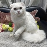 スコティッシュフォールド(折れ耳)