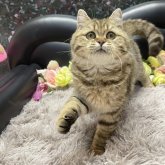 ブリティッシュショートヘア