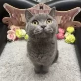 ブリティッシュショートヘア