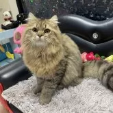 ブリティッシュショートヘア