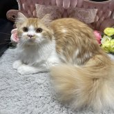 スコティッシュフォールド(立ち耳)