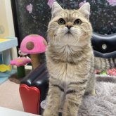 ブリティッシュショートヘア