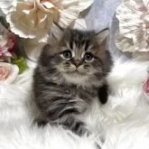 ブリティッシュショートヘア