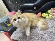 ミヌエット(長足)【神奈川県・男の子・2025年3月27日・レッド&ホワイト】の写真2