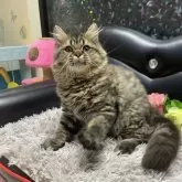 ブリティッシュショートヘア【神奈川県・男の子・2025年6月5日・ブラウンタビー】の写真2