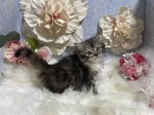 ラガマフィン【神奈川県・女の子・2025年7月13日・ブラウンパッチドタビー】の写真3