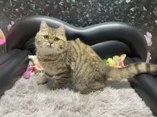 ブリティッシュショートヘア【神奈川県・男の子・2025年3月21日・ブラウンタビー】の写真3