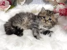 ブリティッシュショートヘア【神奈川県・男の子・2025年6月5日・ブラウンタビー】の写真3